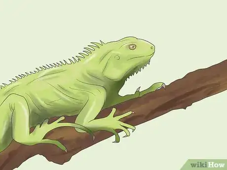 Image intitulée Care for an Iguana Step 1