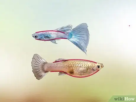 Image intitulée Identify Male and Female Guppies Step 1