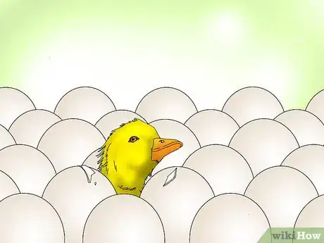 Image intitulée Hatch a Goose Egg Step 12