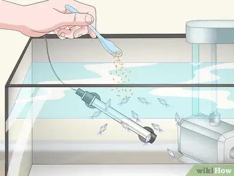 Image intitulée Care for Baby Guppies Step 13