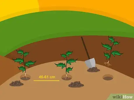 Image intitulée Grow Chrysanthemums Step 17