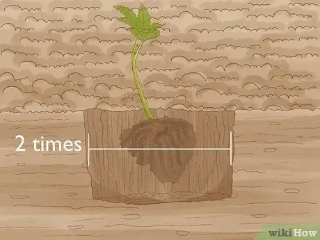 Image intitulée Grow Chestnut Trees Step 10