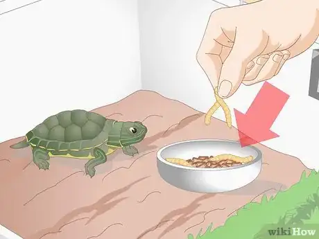 Image intitulée Feed Your Turtle if It is Refusing to Eat Step 6