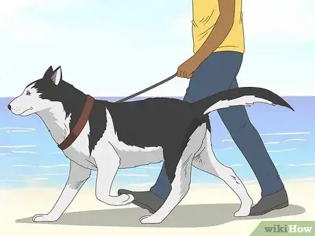 Image intitulée Keep Your Dog Calm After Neutering Step 12