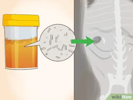 Image intitulée Prevent Kidney Stones in Dogs Step 10
