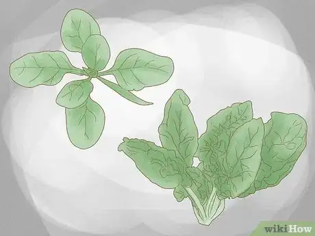 Image intitulée Grow Spinach Step 2