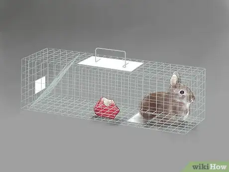 Image intitulée Get Rid of Rabbits Step 10