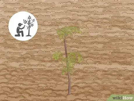 Image intitulée Grow Chestnut Trees Step 17