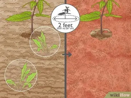 Image intitulée Grow Chestnut Trees Step 15