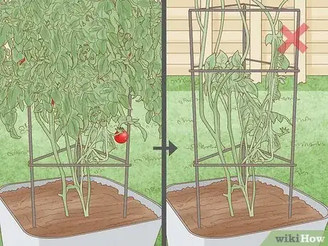 Image intitulée Prune Patio Tomatoes Step 3