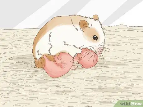 Image intitulée Breed Hamsters Step 10