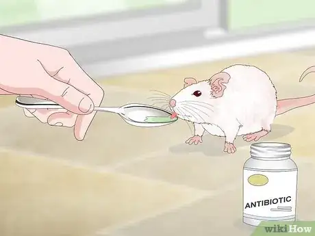 Image intitulée Treat Respiratory Disease in Rats Step 11