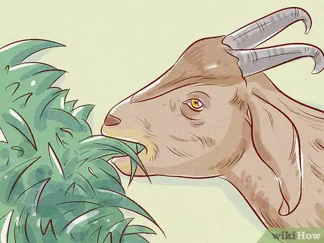 Image intitulée Care for a Goat Step 6
