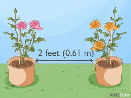 Image intitulée Grow Roses in Containers Step 14