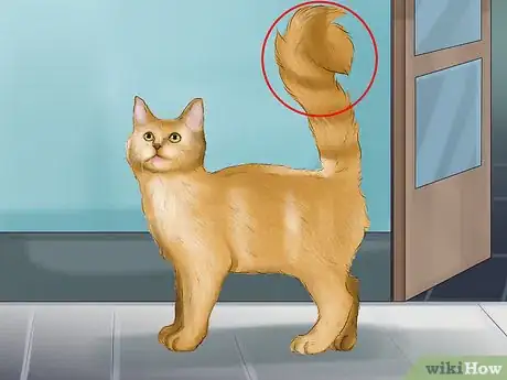 Image intitulée Stop an Aggressive Cat Step 22