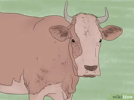 Image intitulée Give Cattle Injections Step 1