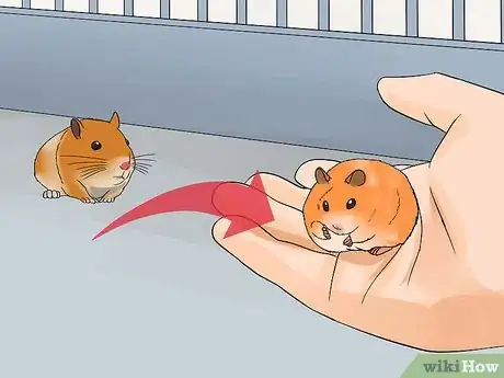 Image intitulée Breed Syrian Hamsters Step 13