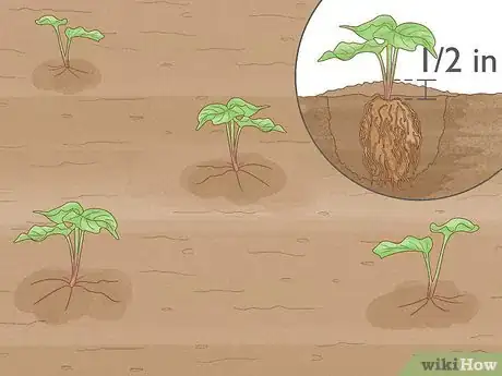 Image intitulée Grow Sweet Potatoes Step 17