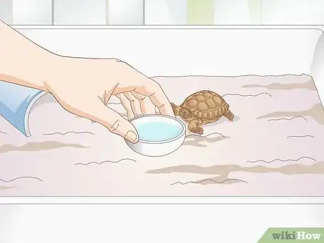 Image intitulée Take Care of a Baby Tortoise Step 6