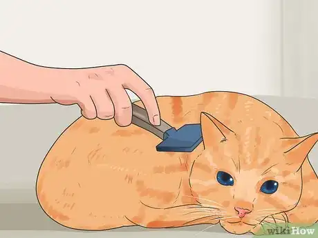 Image intitulée Keep Cats from Shedding Step 1