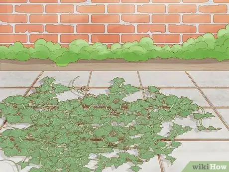 Image intitulée Remove an Ivy Plant Step 20