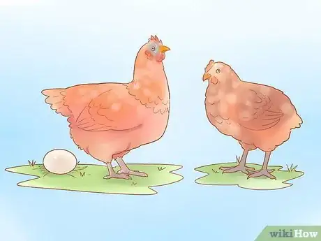 Image intitulée Tell when a Hen Is Ready to Lay Step 1