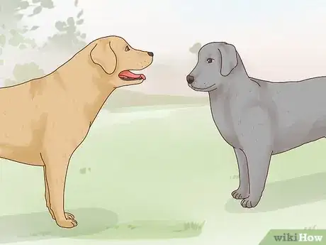 Image intitulée Care for a Labrador Retriever Step 11