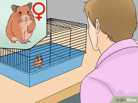 Image intitulée Breed Syrian Hamsters Step 15