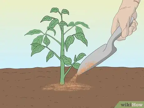 Image intitulée Grow Tomatoes from Seeds Step 23