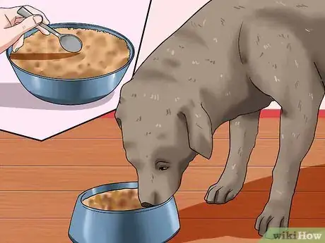 Image intitulée Help Your Dog Lose Weight Step 7