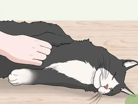 Image intitulée Soothe Your Cat With a Massage Step 2