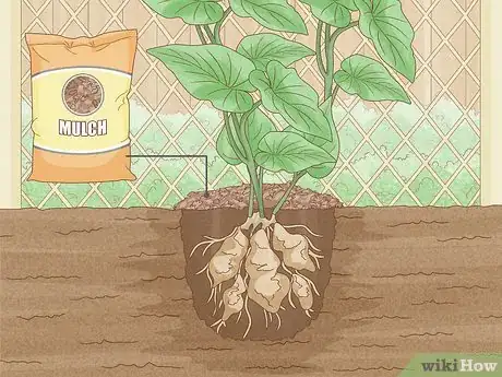 Image intitulée Grow Sweet Potatoes Step 18
