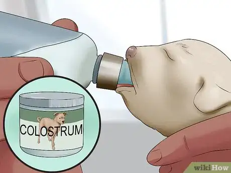 Image intitulée Save a Fading Newborn Puppy Step 11