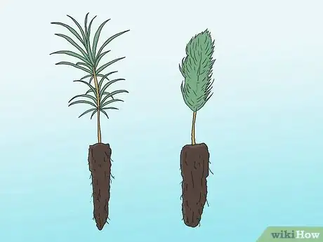 Image intitulée Grow Pine Trees Step 1