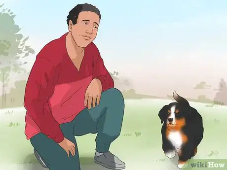 Image intitulée Train Bernese Mountain Dogs Step 1