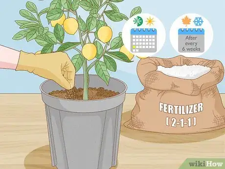 Image intitulée Grow Lemon Trees Indoors Step 12