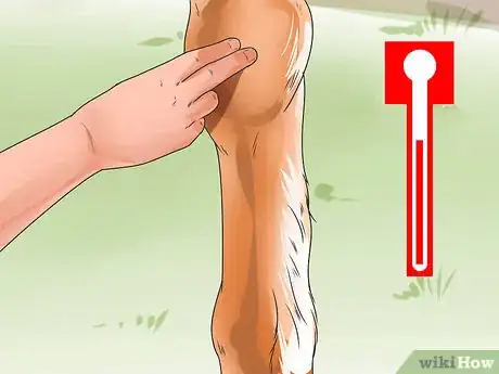 Image intitulée Tell if Your Horse Needs Hock Injections Step 14