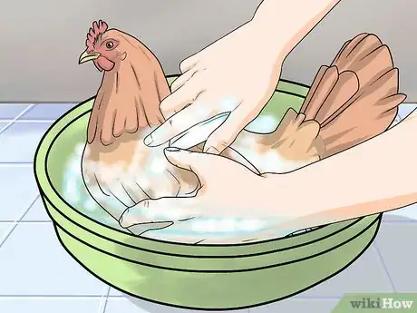 Image intitulée Take Care of Chickens Step 26