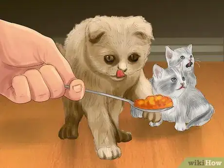 Image intitulée Introduce Solid Food to Kittens Step 11