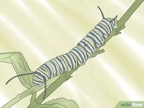 Image intitulée Care for a Caterpillar Step 2