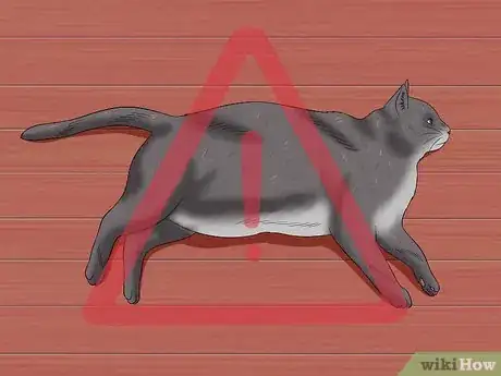 Image intitulée Get Your Cat to Stand Up Step 10