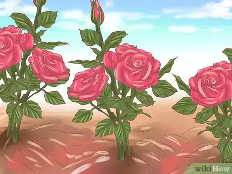 Image intitulée Make Roses Last Longer Step 9