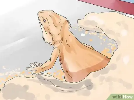 Image intitulée Breed Bearded Dragons Step 12