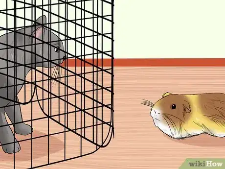 Image intitulée Keep Guinea Pigs when You Have Cats Step 7