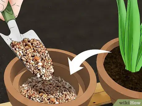 Image intitulée Grow Tulips in Pots Step 16