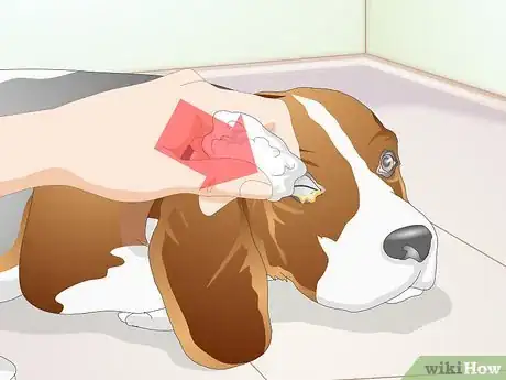 Image intitulée Clean Gunk from Your Dog's Eyes Step 8