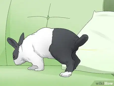 Image intitulée Stop a Rabbit's Biting Habit Step 10