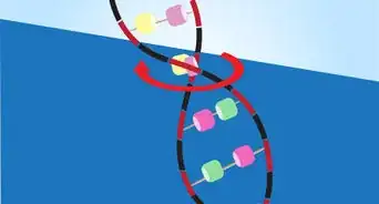 modéliser l'ADN avec des objets du quotidien