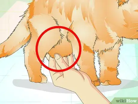 Image intitulée Determine if Your Cat is Overweight Step 5