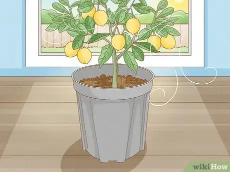 Image intitulée Grow Lemon Trees Indoors Step 11